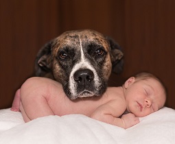 Pet exposure during early life affects infant gut microbiota