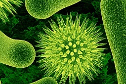 Type of feeding affects C. difficile presence in babies