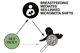 Breastfeeding may reduce socioeconomic-based differences in child health by influencing the infant gut microbiome